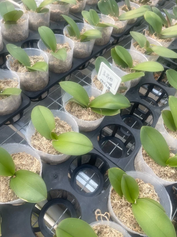 3.5寸杯孟菲斯双眼。刚换杯