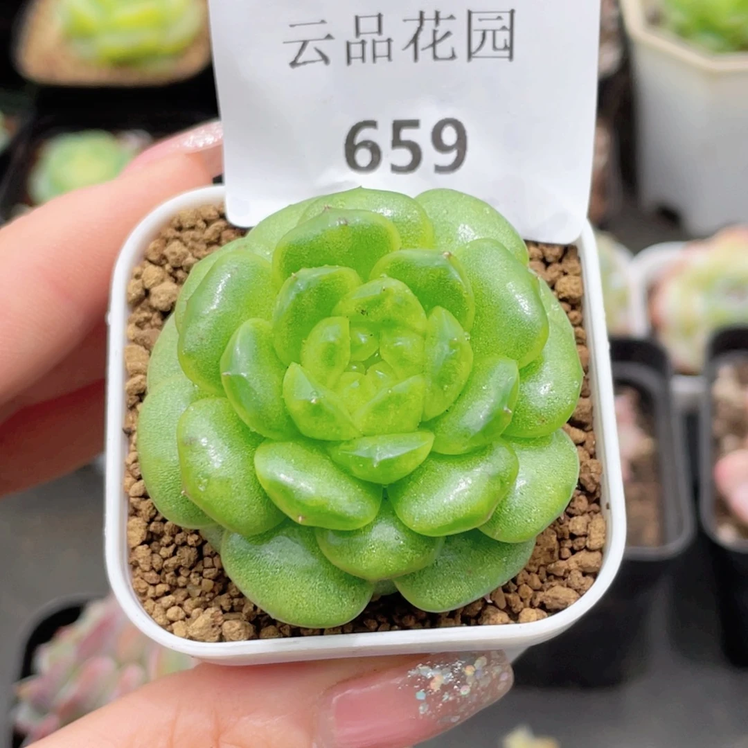 659号糖心冰心珍妮 灯泡珍妮