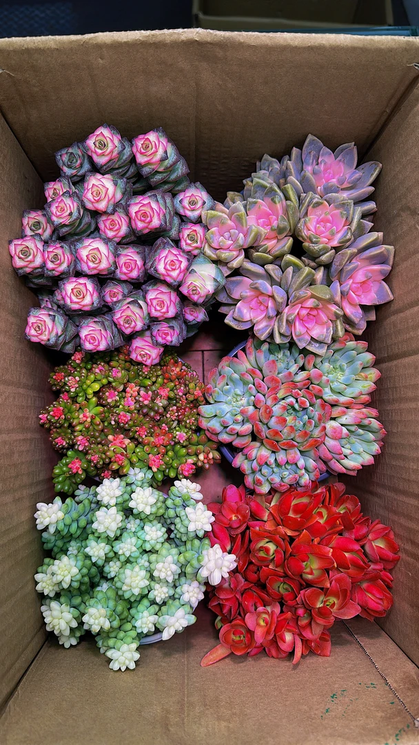 热销【 6盆高品质多肉】带盆带土种好栽好一整箱不重复多肉