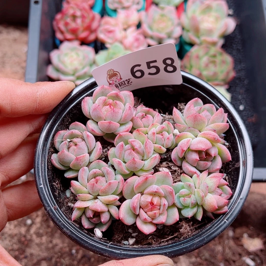 多肉植物多肉植物
