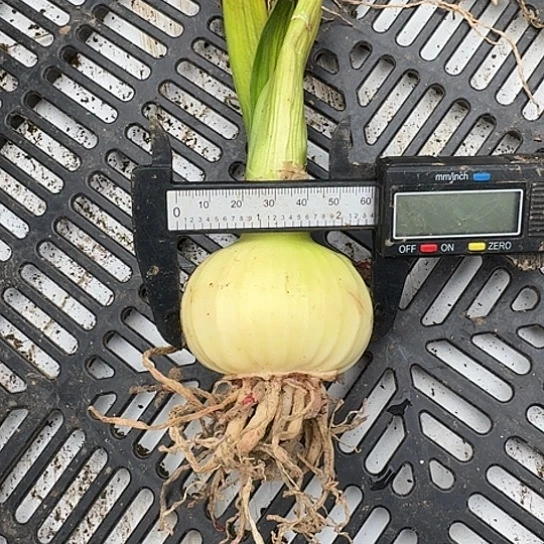 异域仙女6厘米包对版