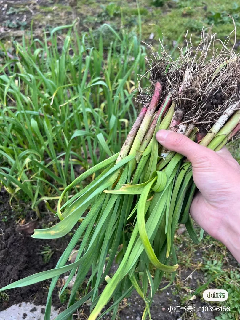蒜苗，菠菜组合装（现摘现发）