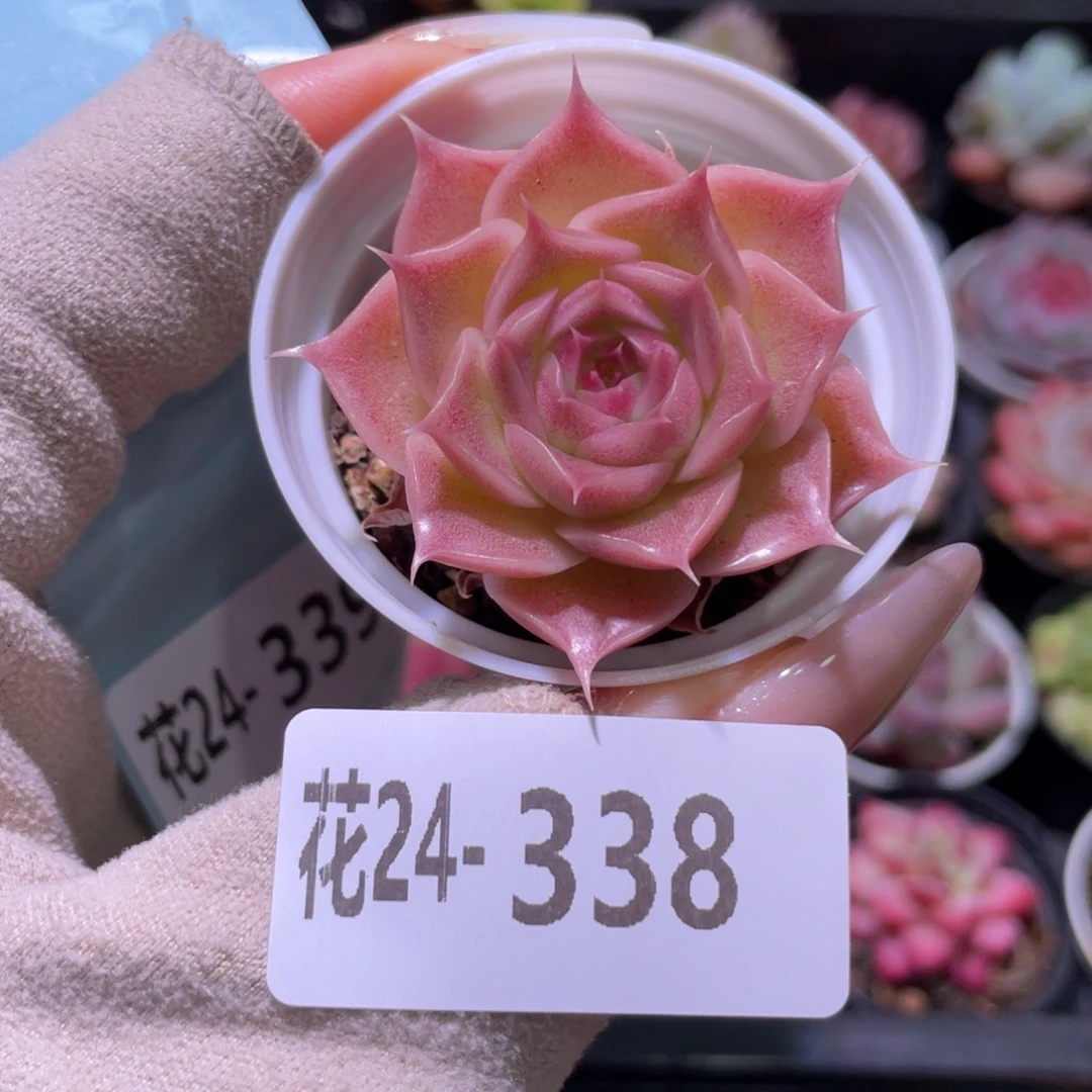 花利美24-338霜瓷