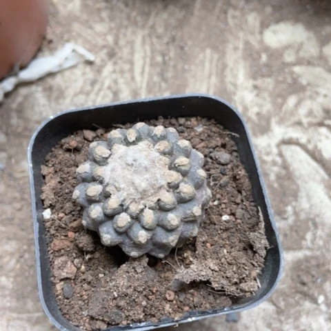 莫蝶仙人球1米仙人球