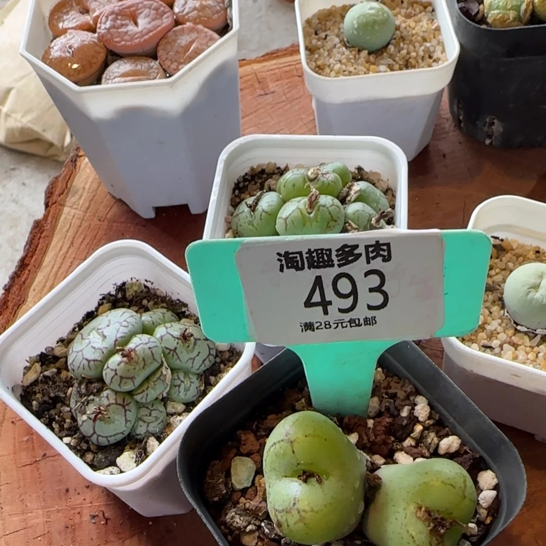 多肉植物生石化悟空双头