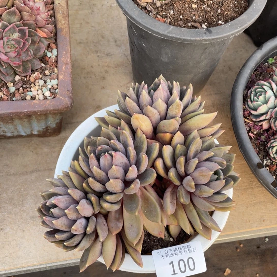 黑大帅多肉100象牙