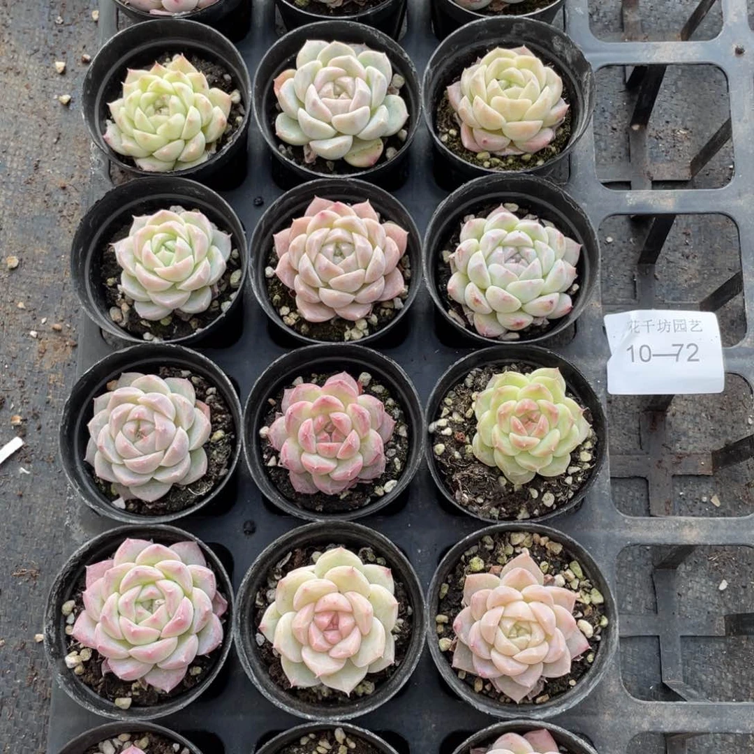 一物一拍18棵10-72