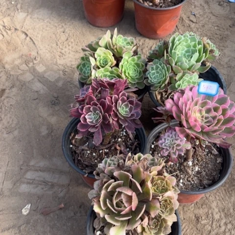 542多肉植物组合，