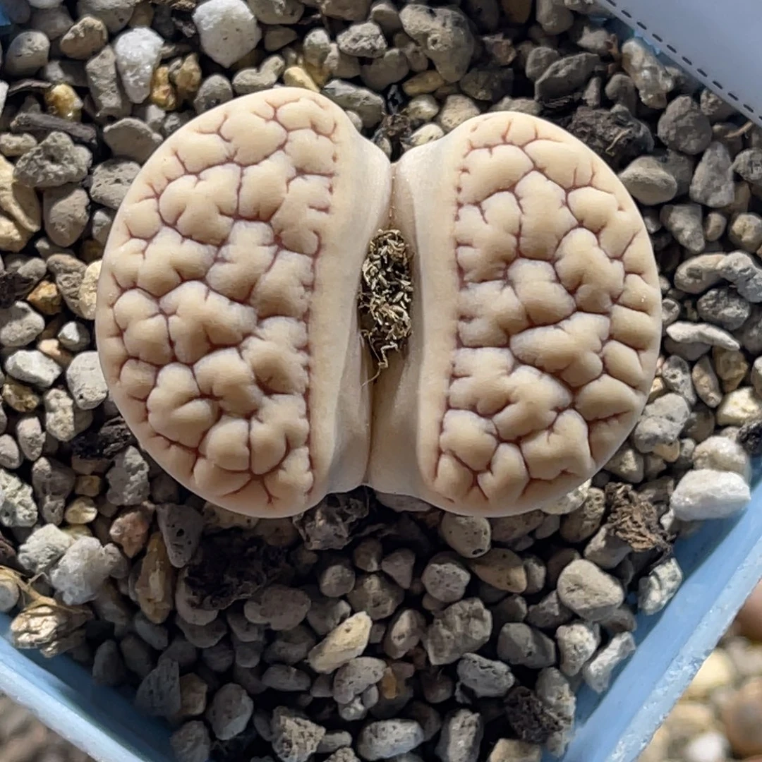 3846连纹凹凸189尺寸3.5