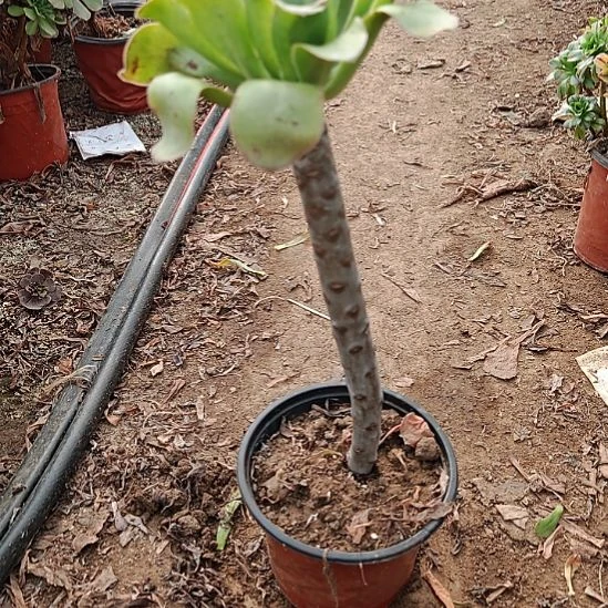 艳姿法师加急发货34