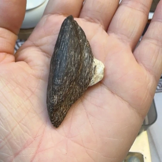 沉香摆件深圳野生瓜子3.1克