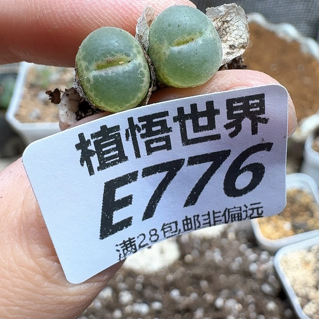 多肉植物的人生fhh