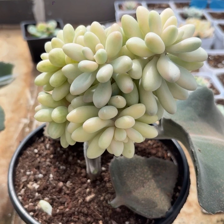 星黛露锦一物一拍