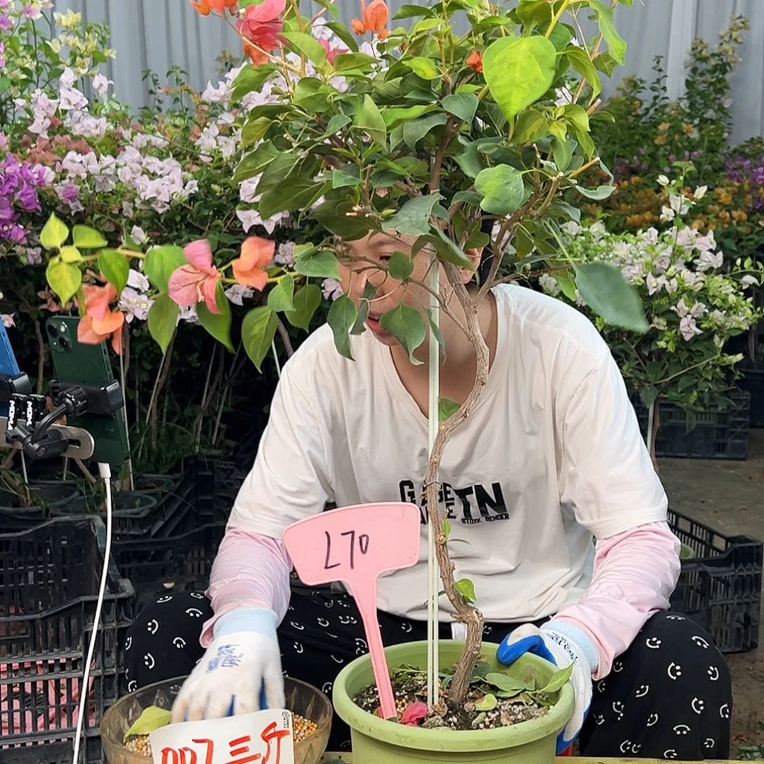 ****n大部分花苞少量开放L70暗夕