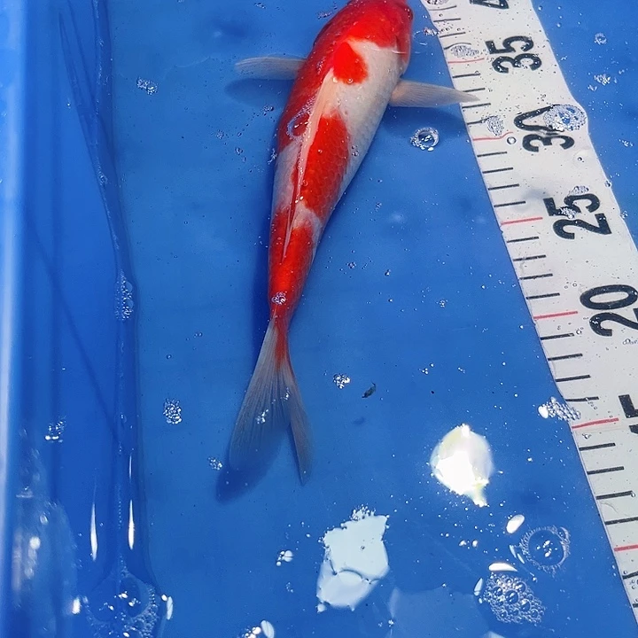 冷水观赏鱼开衩掉鳞属正常介意不拍