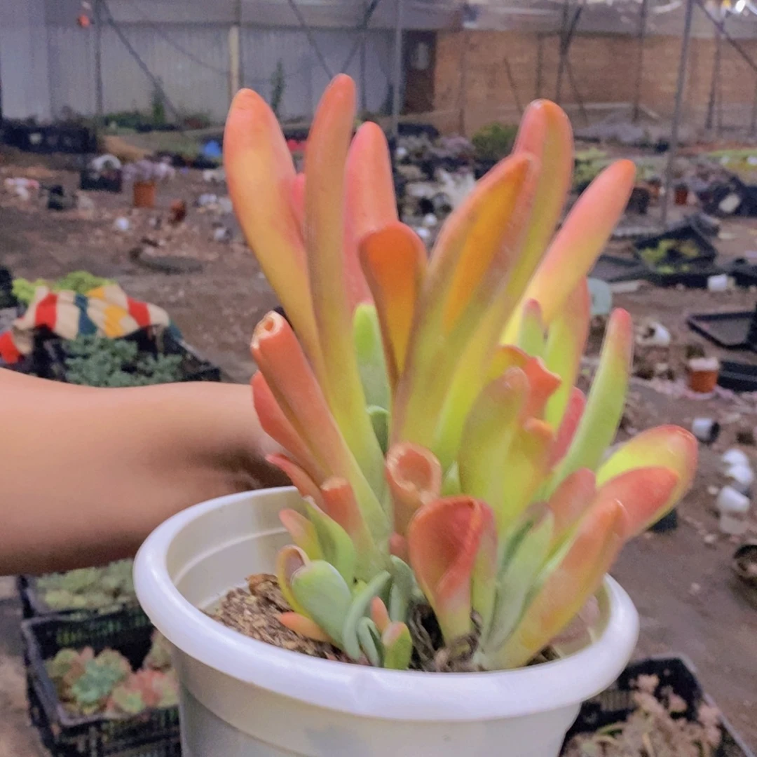 火狐狸大盆整桩，180杯