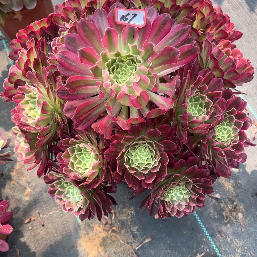 无花朵167天合多肉植物绿枝