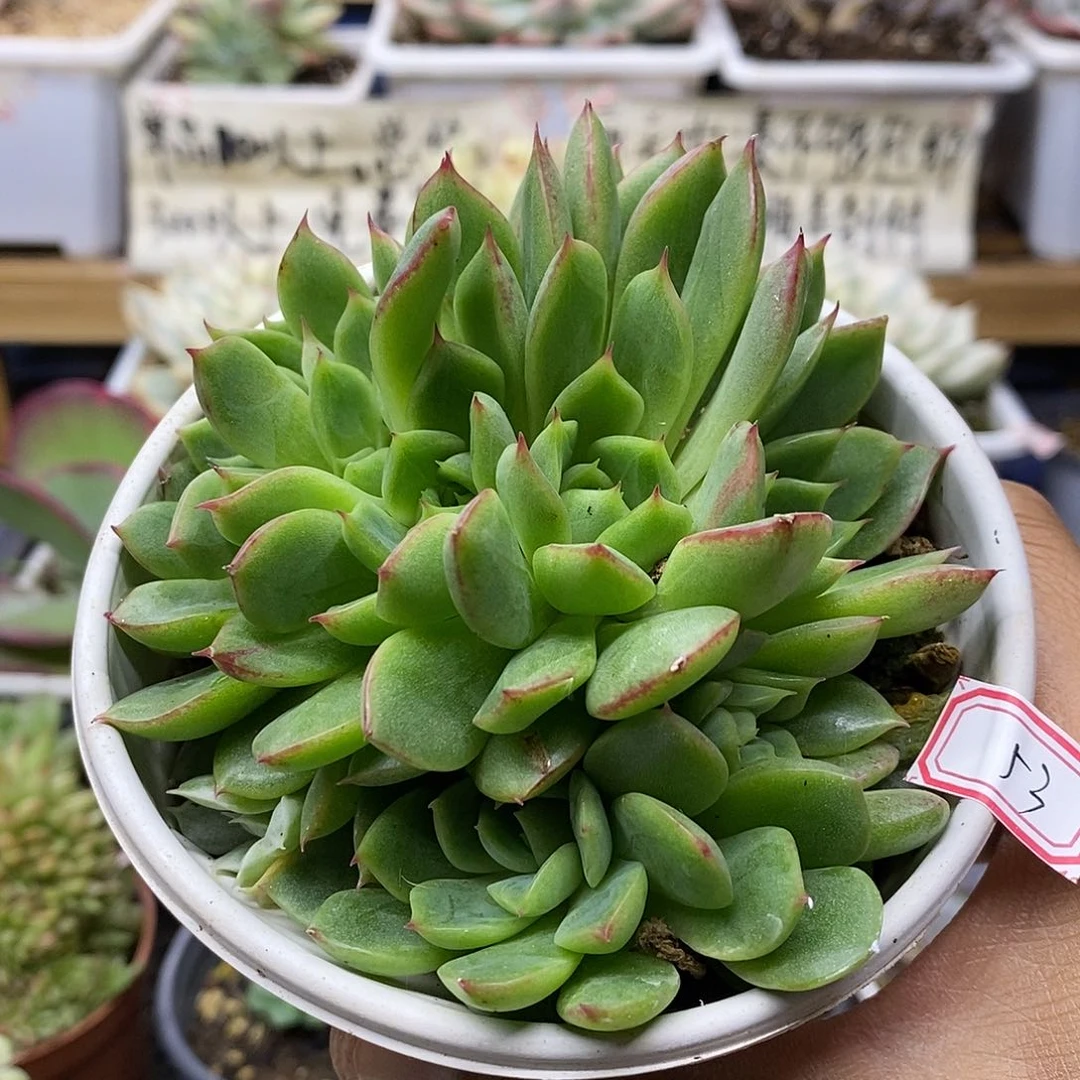 2253 不知名带锦头 不售后