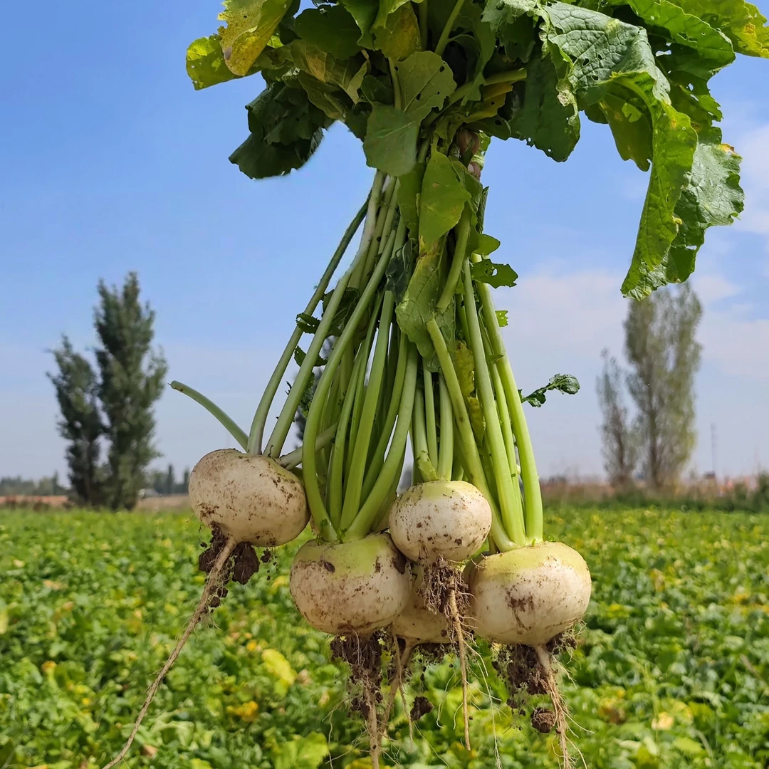 西域美农新疆恰玛古5斤 可煲汤凉拌 新鲜产地直发