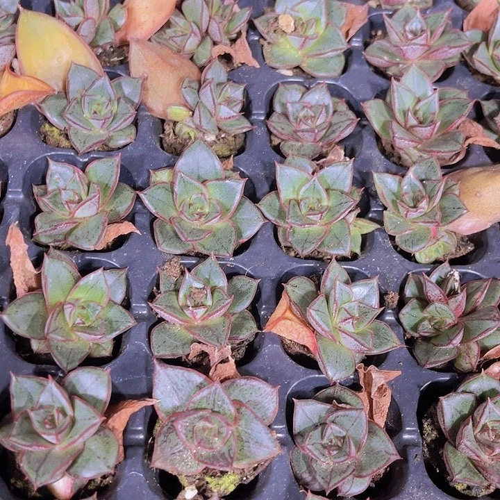 精品麒麟座多肉植物