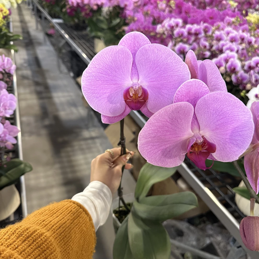 南汐蝴蝶兰【粉冠军】粉色系年宵热宠品种 带花发货