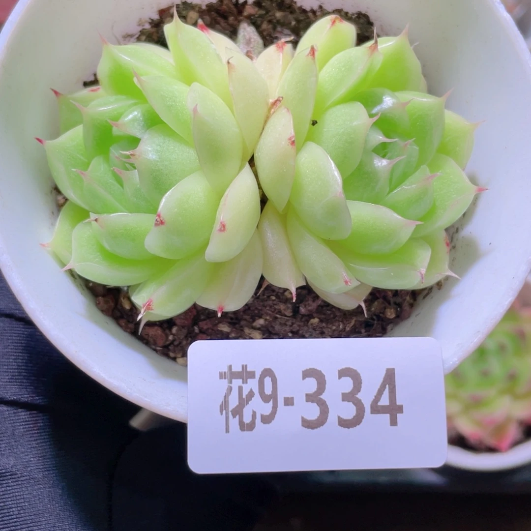 花利美9-334麦秆双头