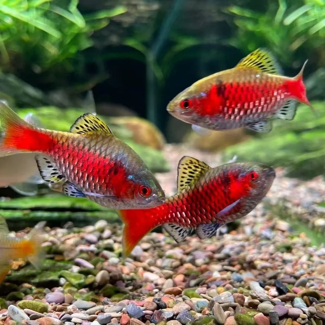 不带土发货鲜活特大号红虫鱼饵适用于鲫鱼野钓黑坑拉饵