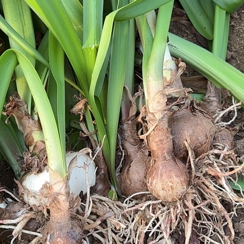 杂交三号开花不售后