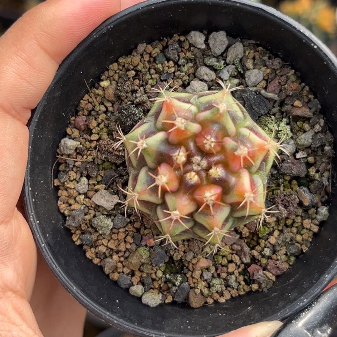 山姆 侧牙 带盆土发货福利