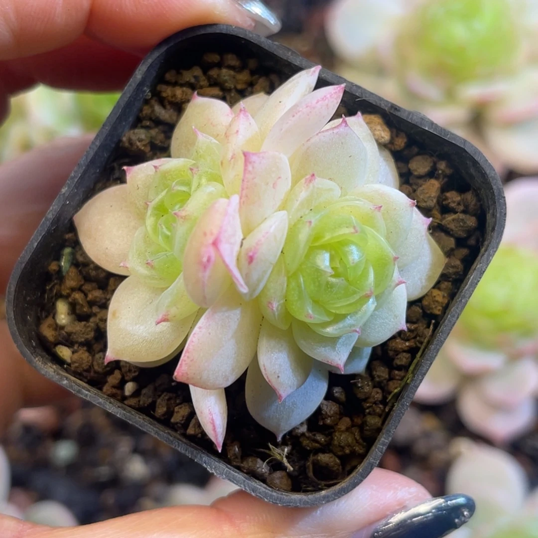 翡翠流心 多肉植物