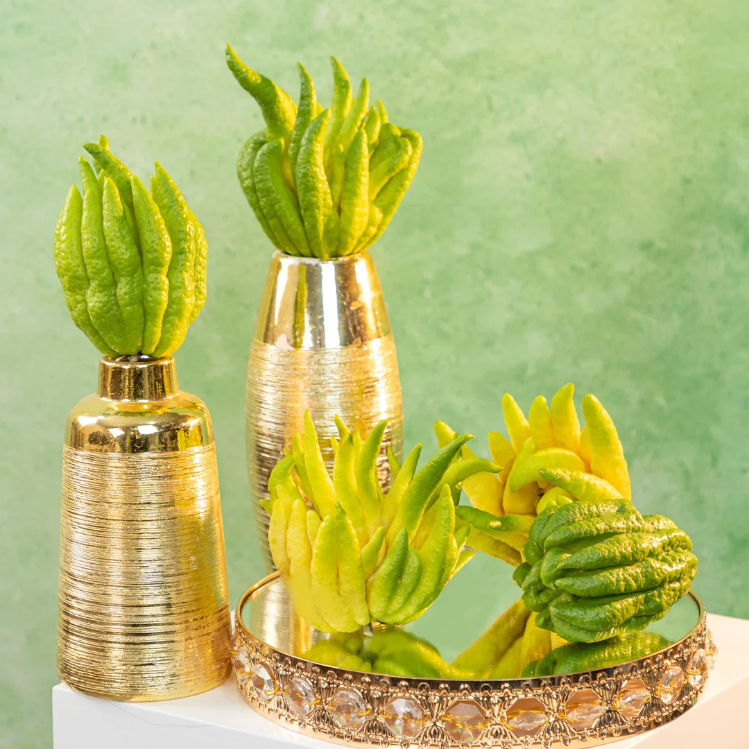 【精致小果】佛手柑鲜切枝甄选品质沁人清香家居氛围感鲜