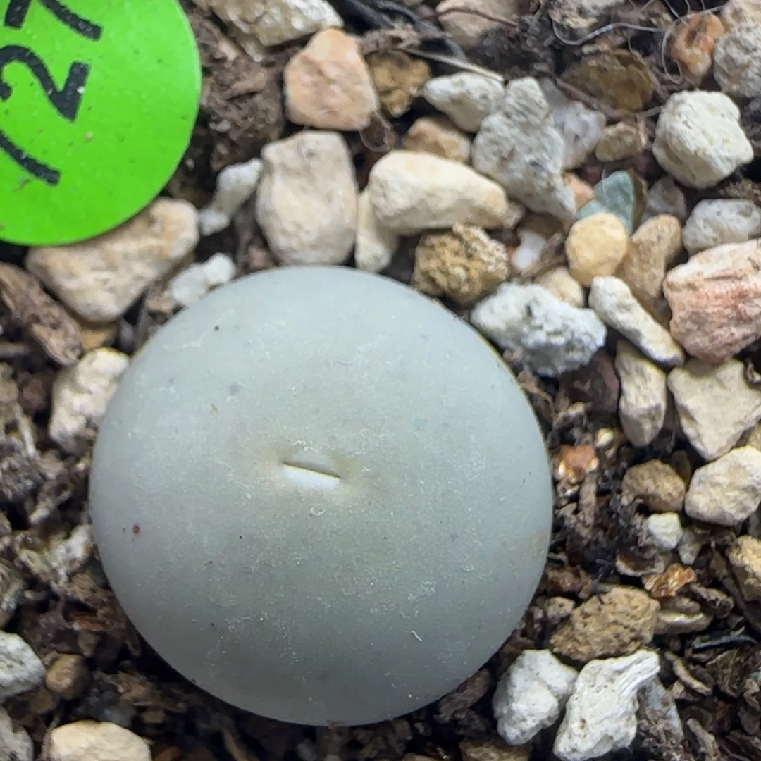 sh433v嘴1.4+多肉727