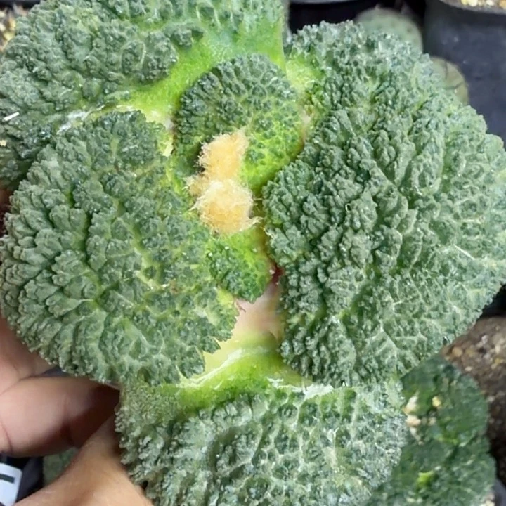 苗接大油哥斯拉375