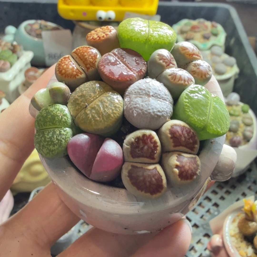 多肉葡萄的味道真的是绝888