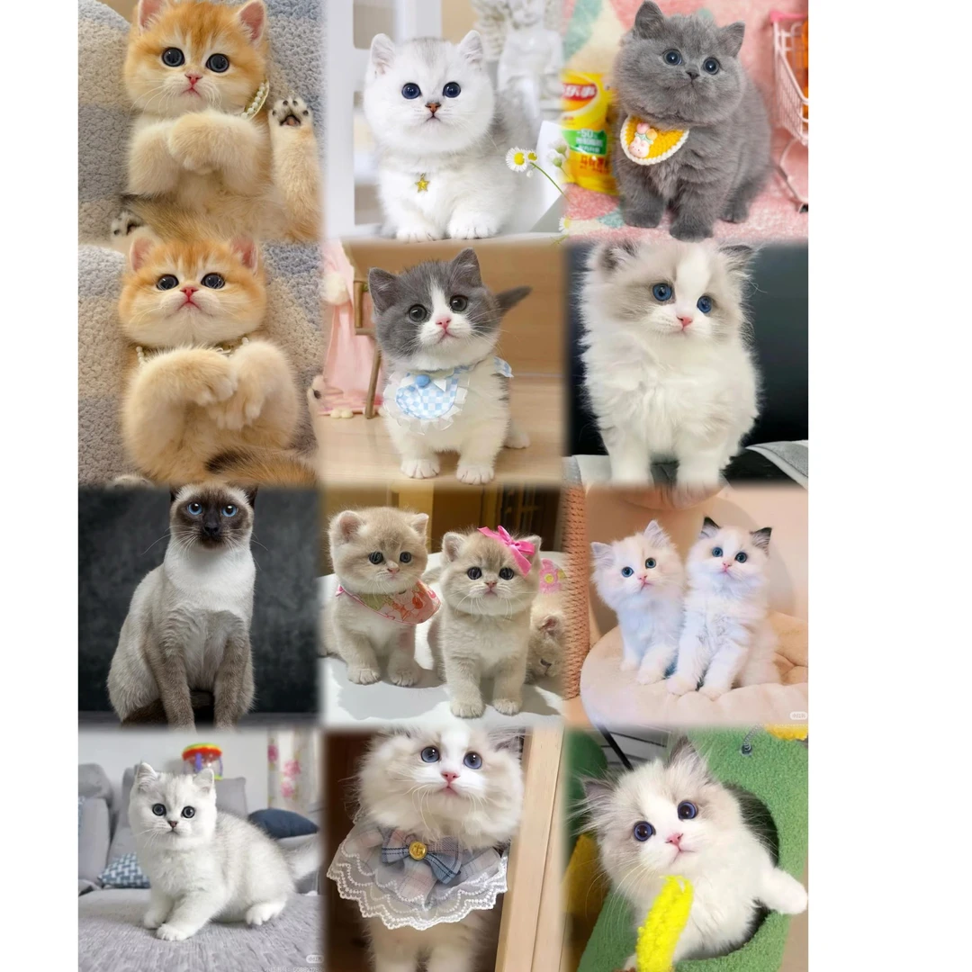 长毛矮脚可爱猫咪宝宝健康猫咪宝宝活体甜美咪幼猫萌宠售卖