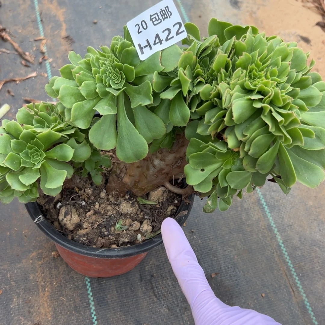 422绿杨蓉缀，满20包邮