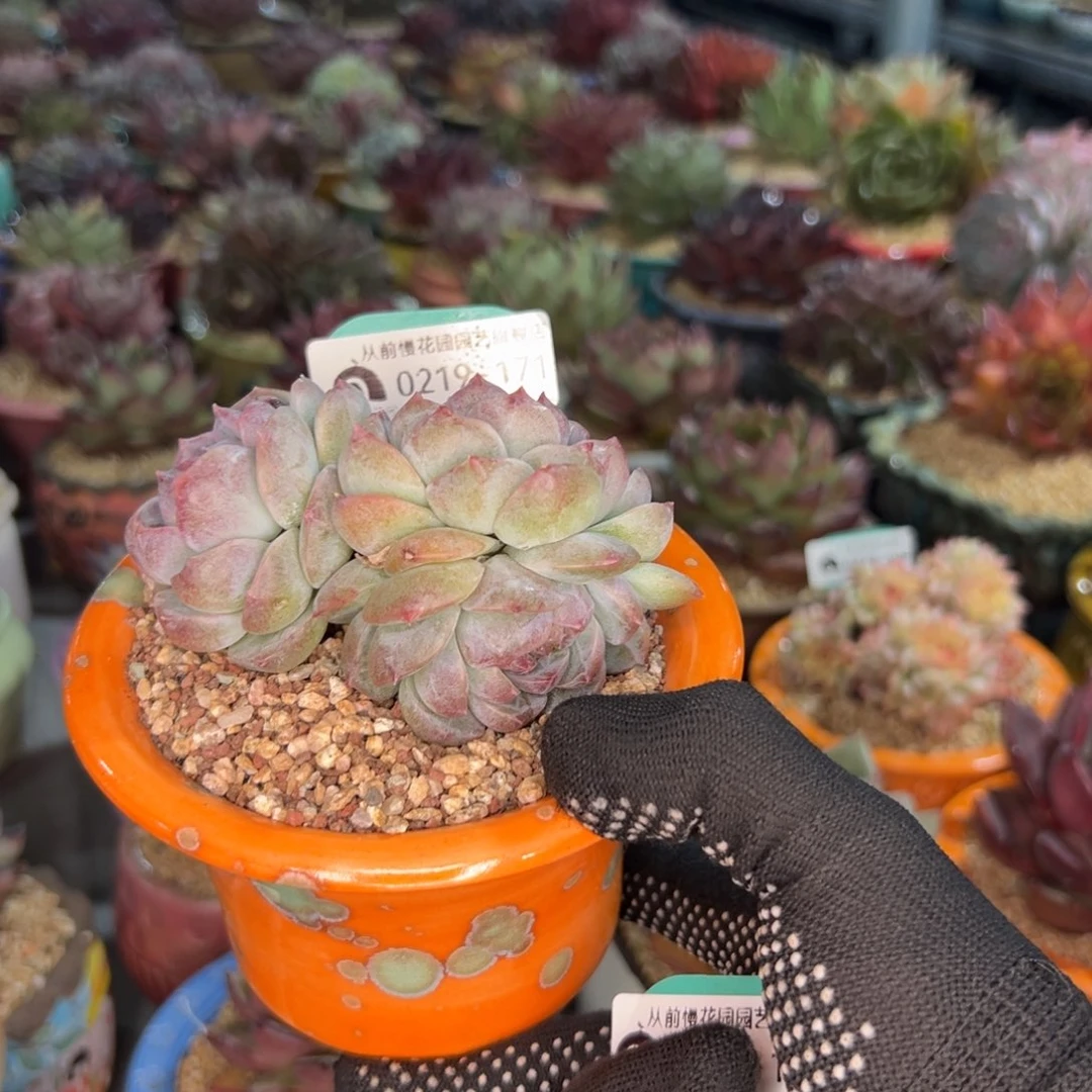 随*?多肉一物一拍0219-171