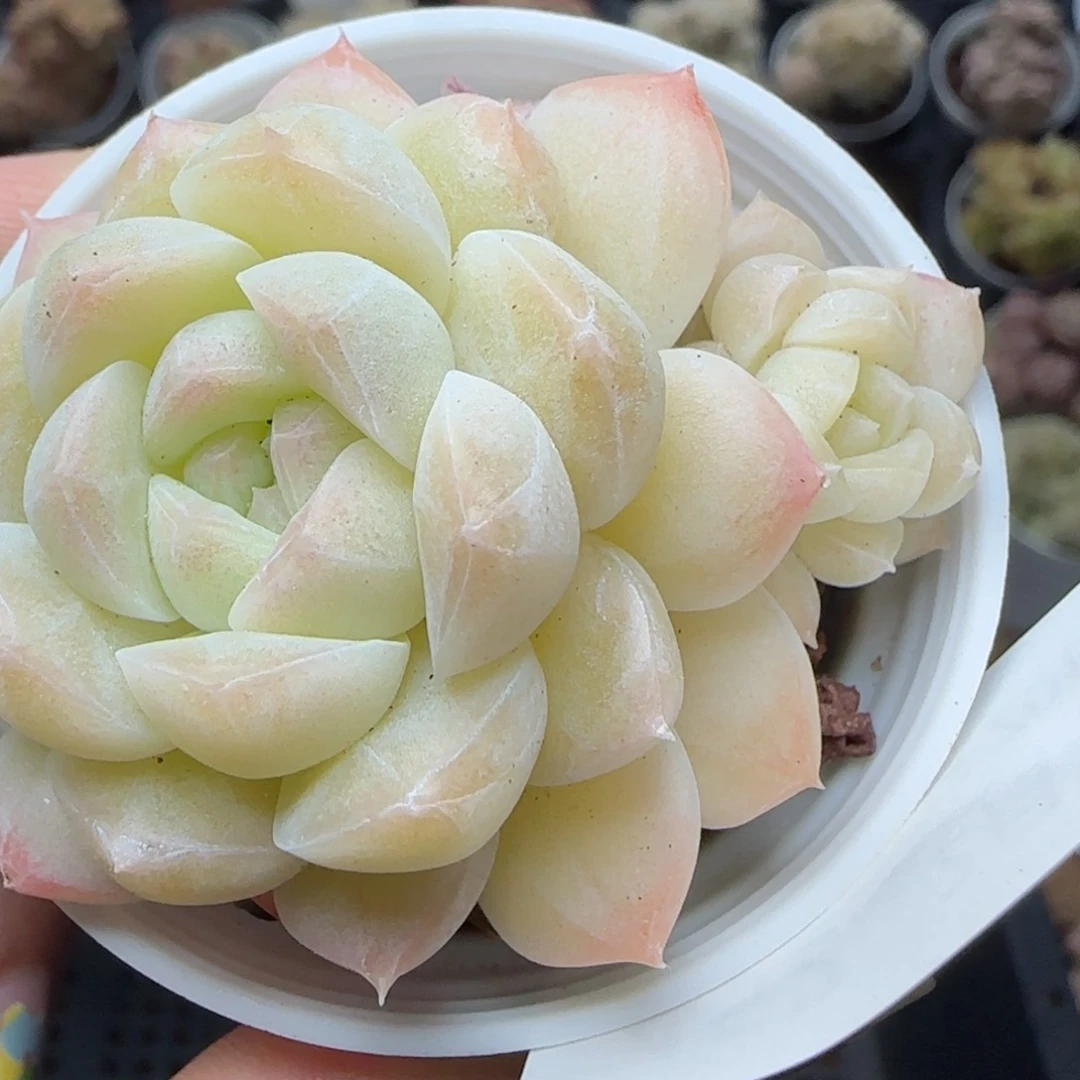 花语逸镜0226-452