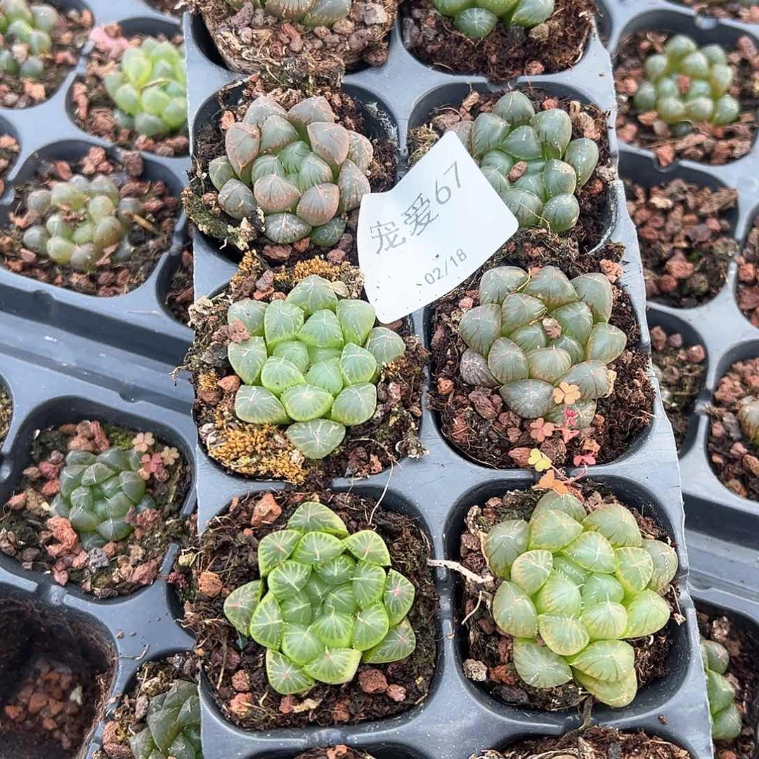 直播福利一物一拍67