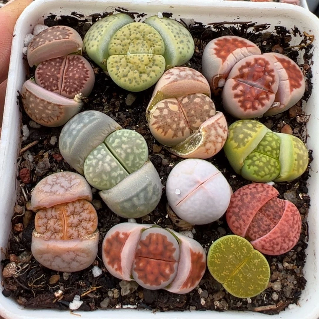 2.24好看的多肉778