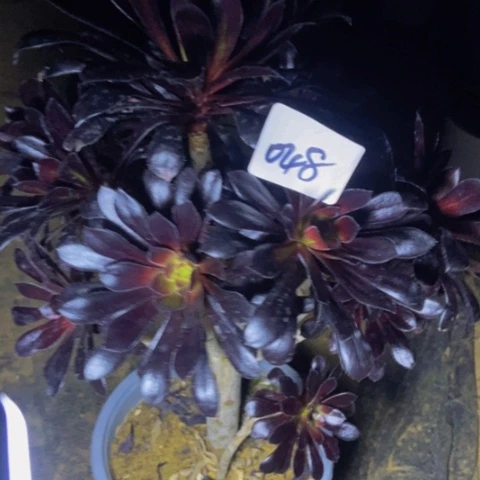 墨大师多肉植物48多肉