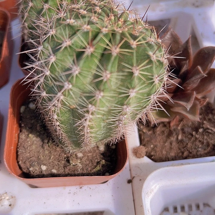 大球19包邮多肉植物