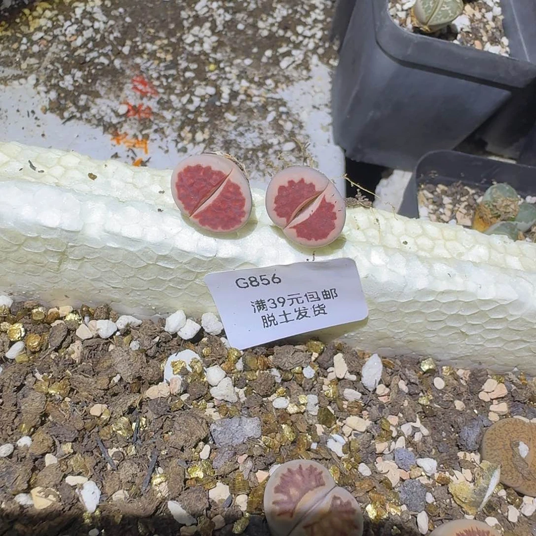 856多肉哈哈哈哈哈哈哈哈