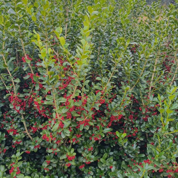 完全开放金玉满堂无刺枸骨