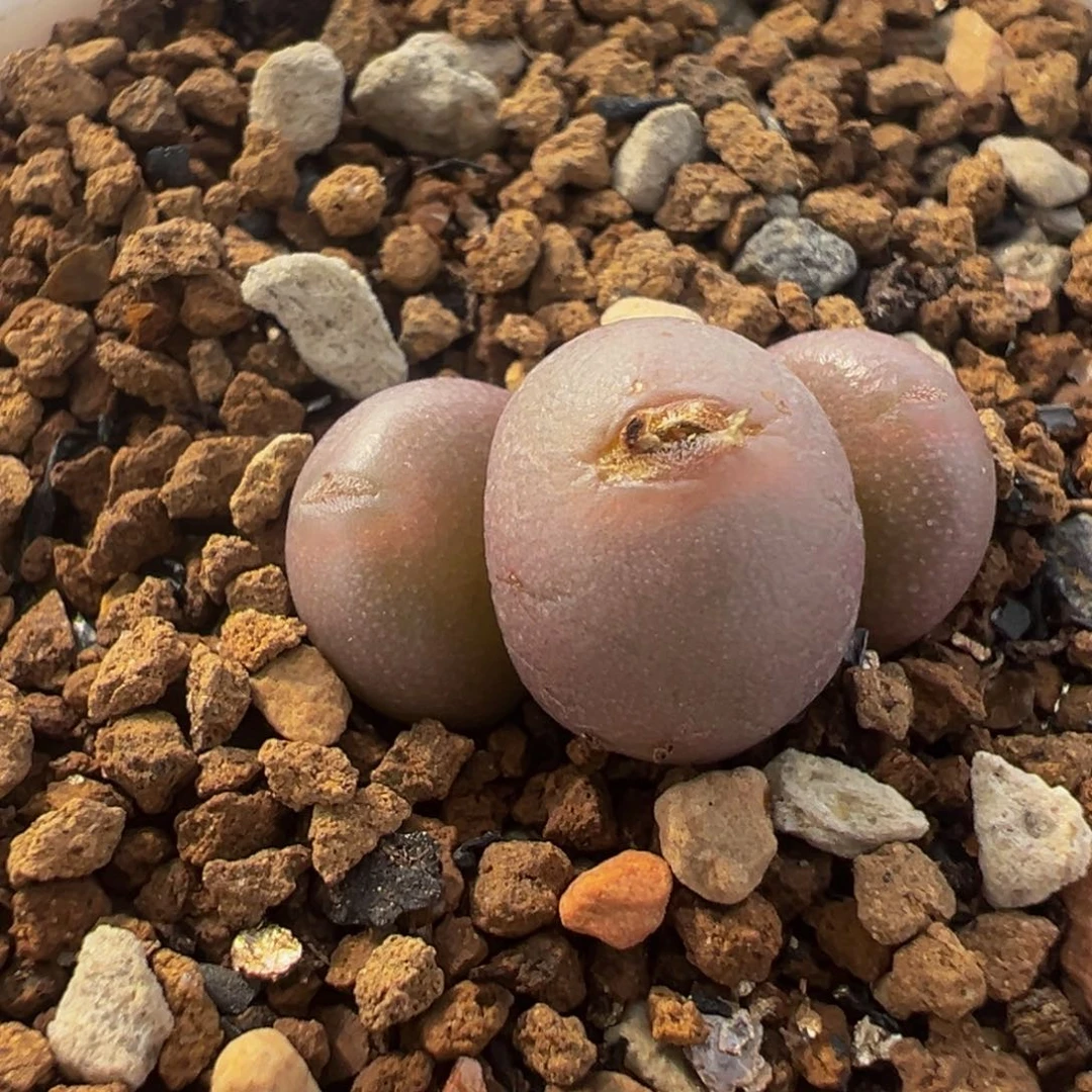 751多肉植物种类和