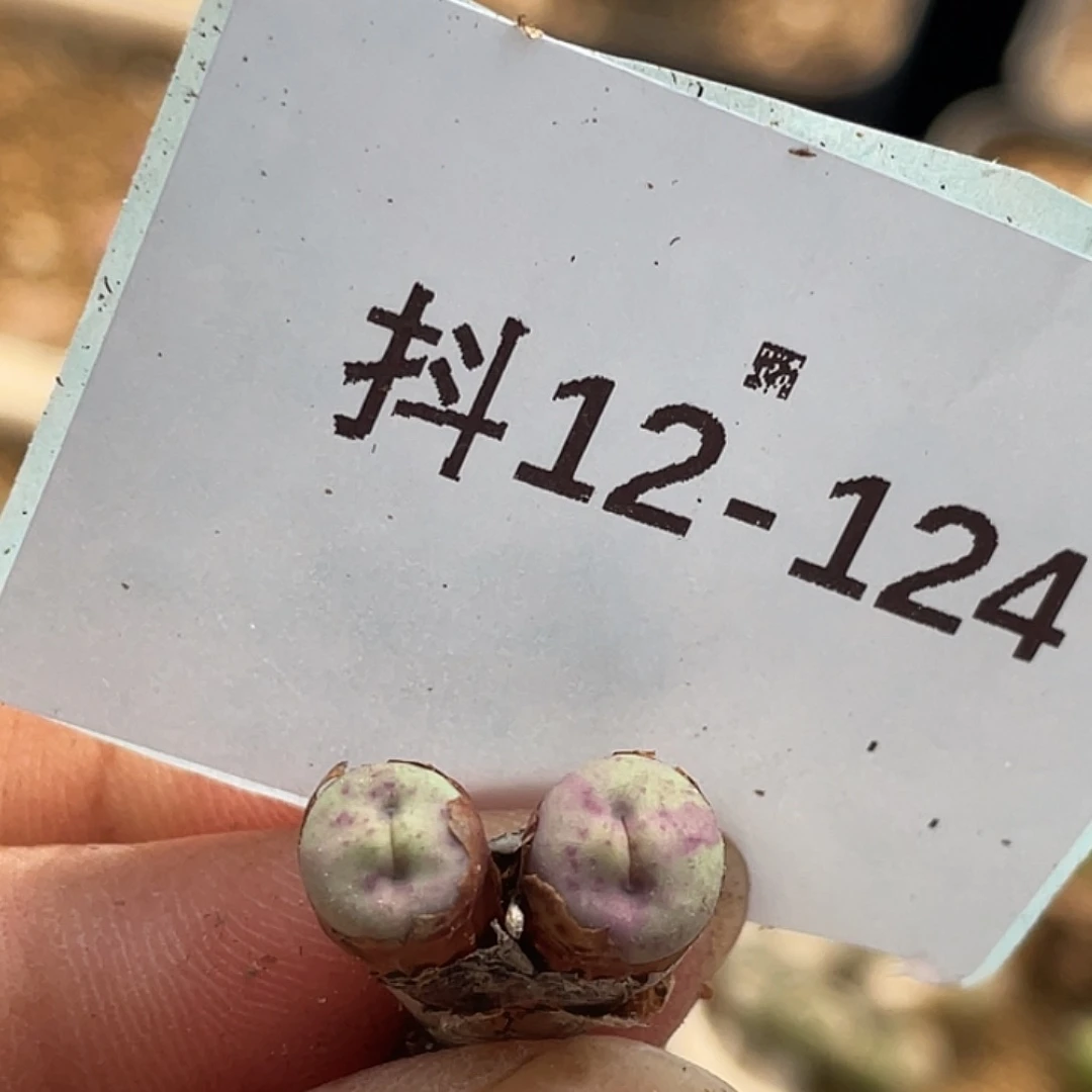 12-124嘴多肉植物