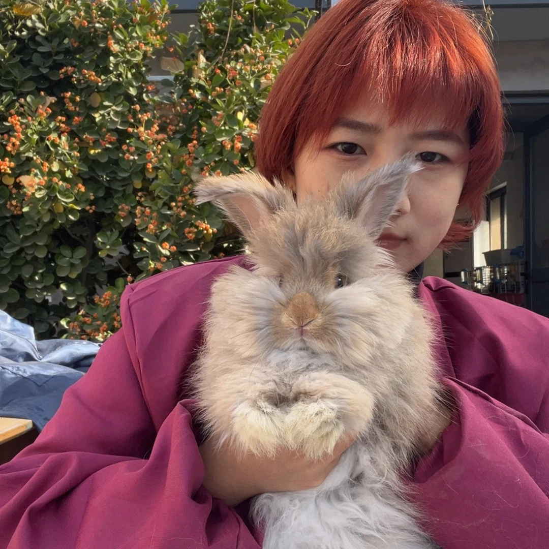 英系安哥拉宠物兔子