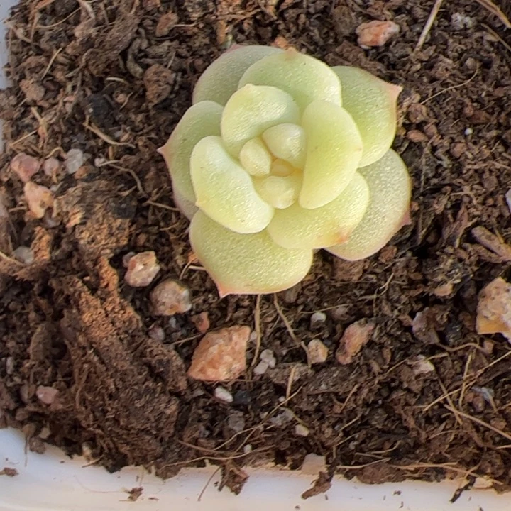 开播福利，一物一拍精品糖心，尺寸不大介意勿拍