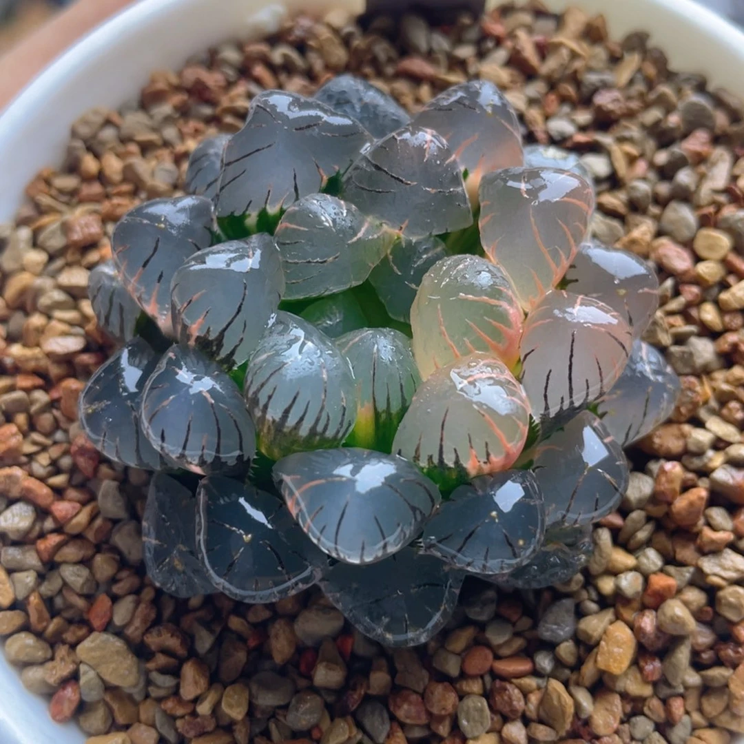 21.十二卷ob1冰灯玉露锦。
