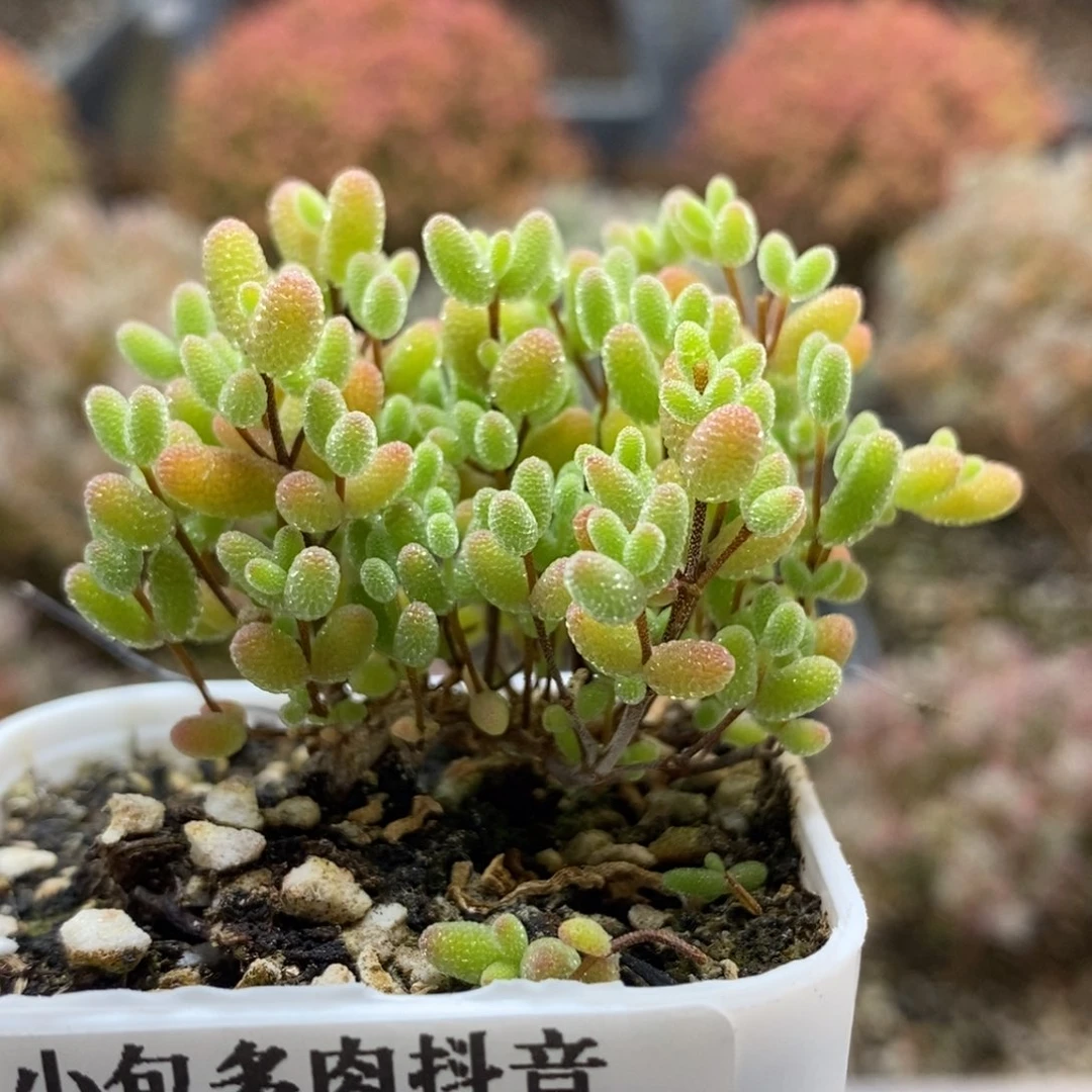 D**e蜜橘糖球7190枝干番杏